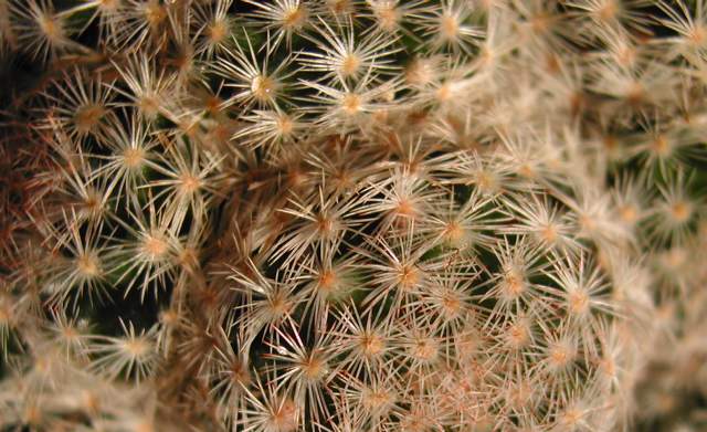 Mammillaria roseocentra (2).jpg